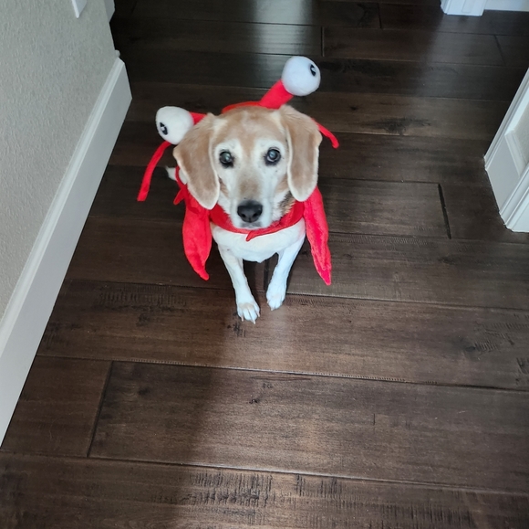 Dog costume - Picture 4 of 4
